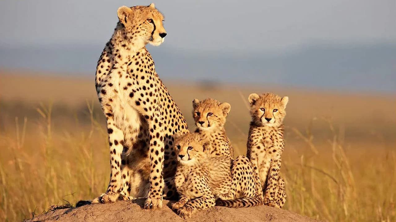 Backdrop phim African Cats