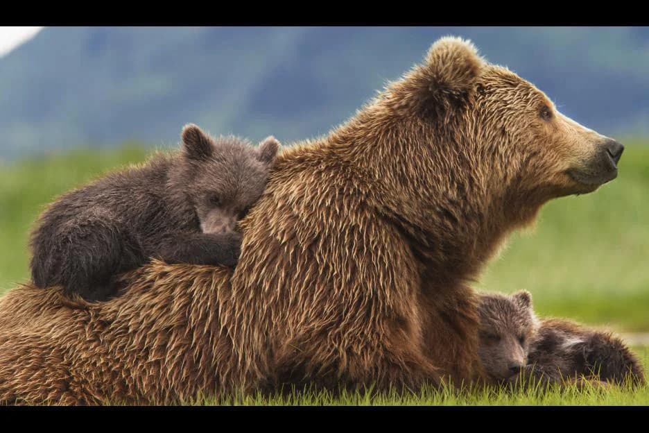 Backdrop phim Bears