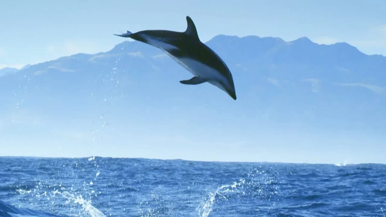 Backdrop phim Diving with Dolphins