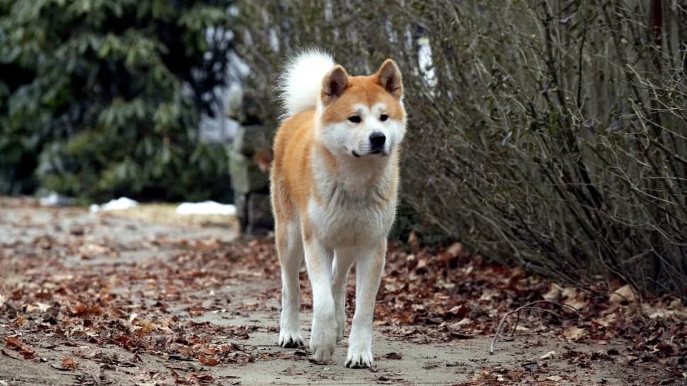 Backdrop phim Hachi: A Dog's Tale