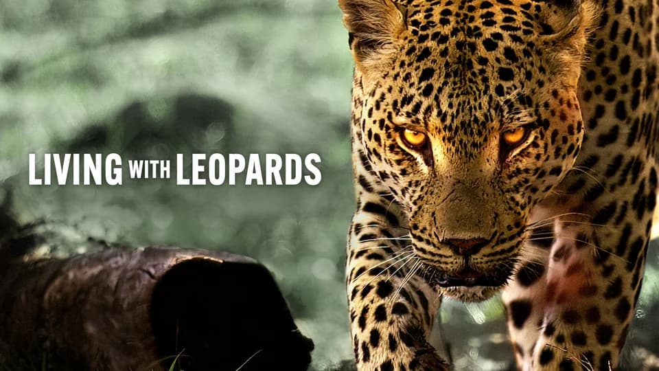 Backdrop phim Living with Leopards