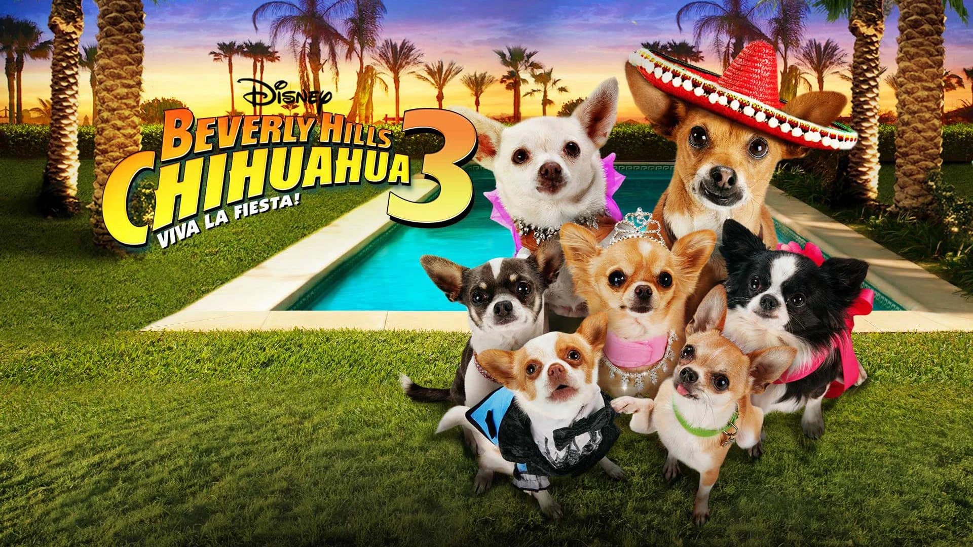 Backdrop phim Những Chú Chó Chihuahua 3