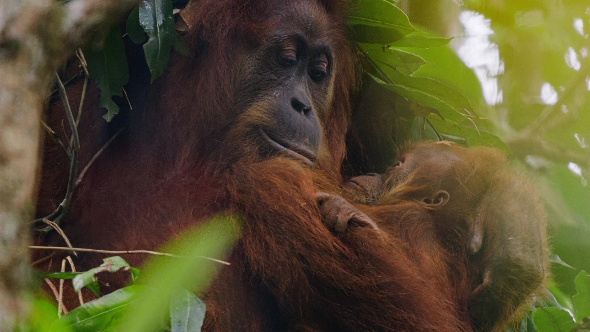 Backdrop phim Orangutan