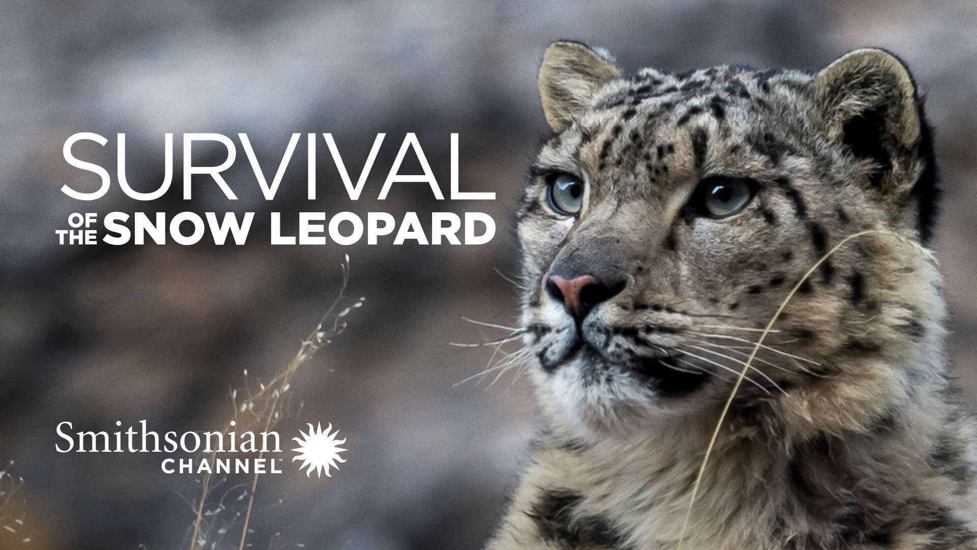 Backdrop phim Survival Of The Snow Leopard