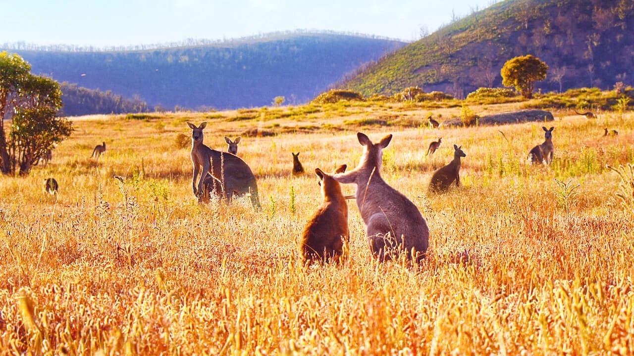 Backdrop phim Thung lũng kangaroo