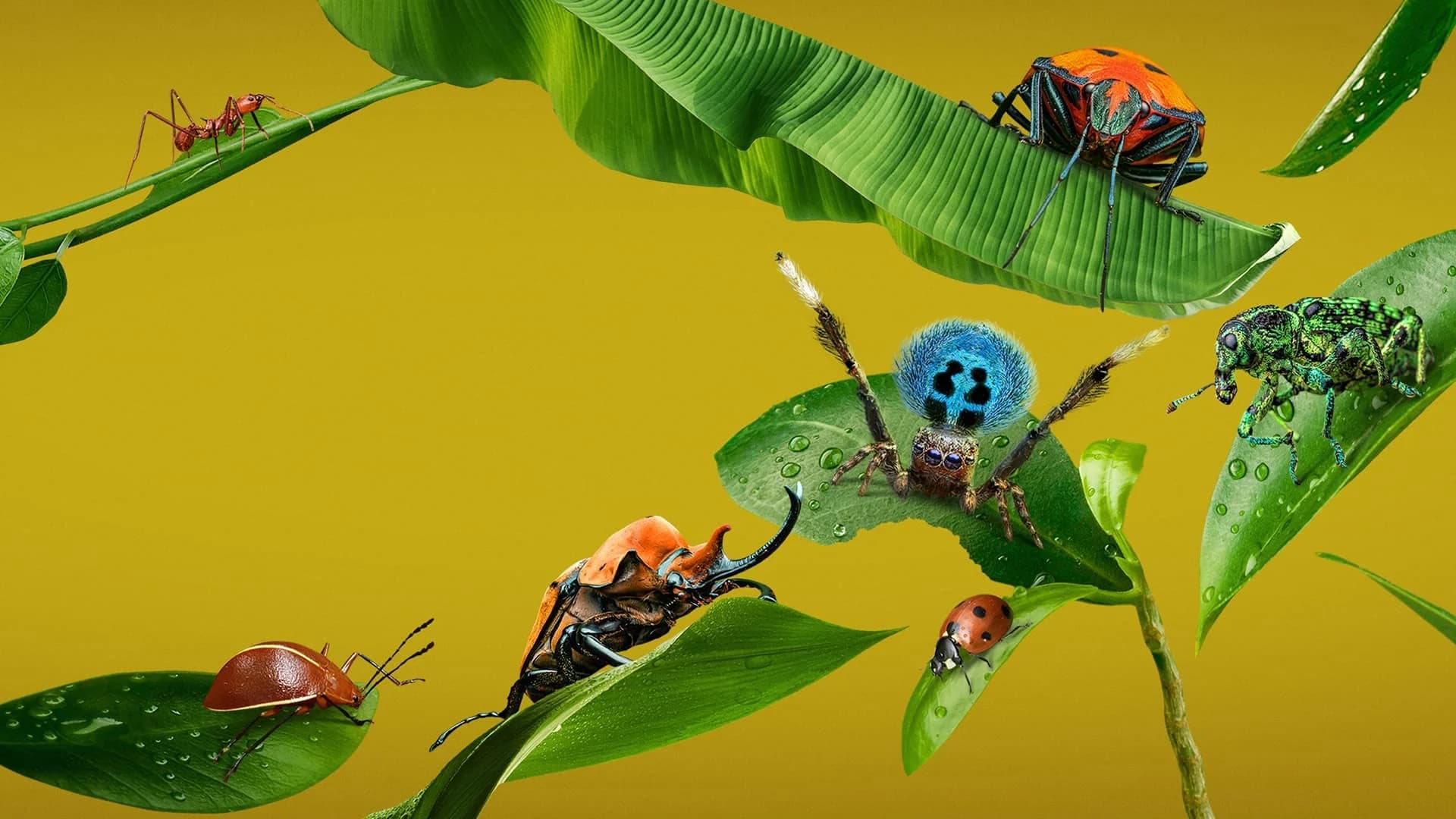 Backdrop phim A Real Bug's Life