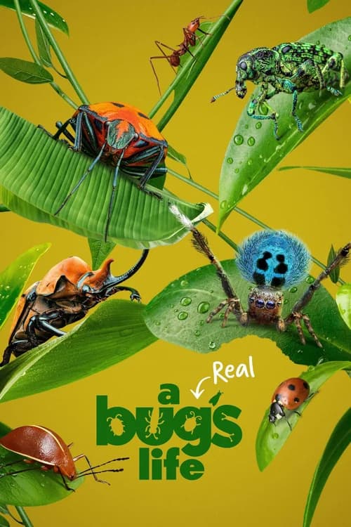Poster phim A Real Bug's Life (2024)