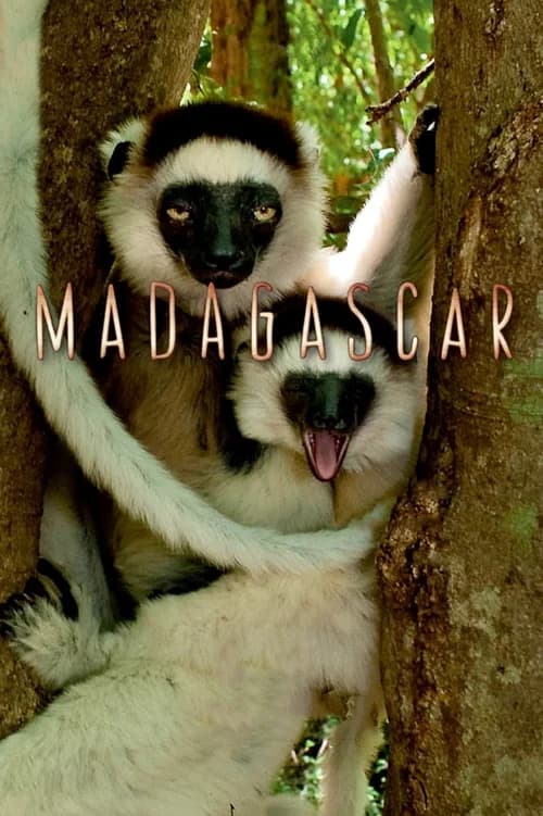Poster phim Madagascar 2011 (2011)
