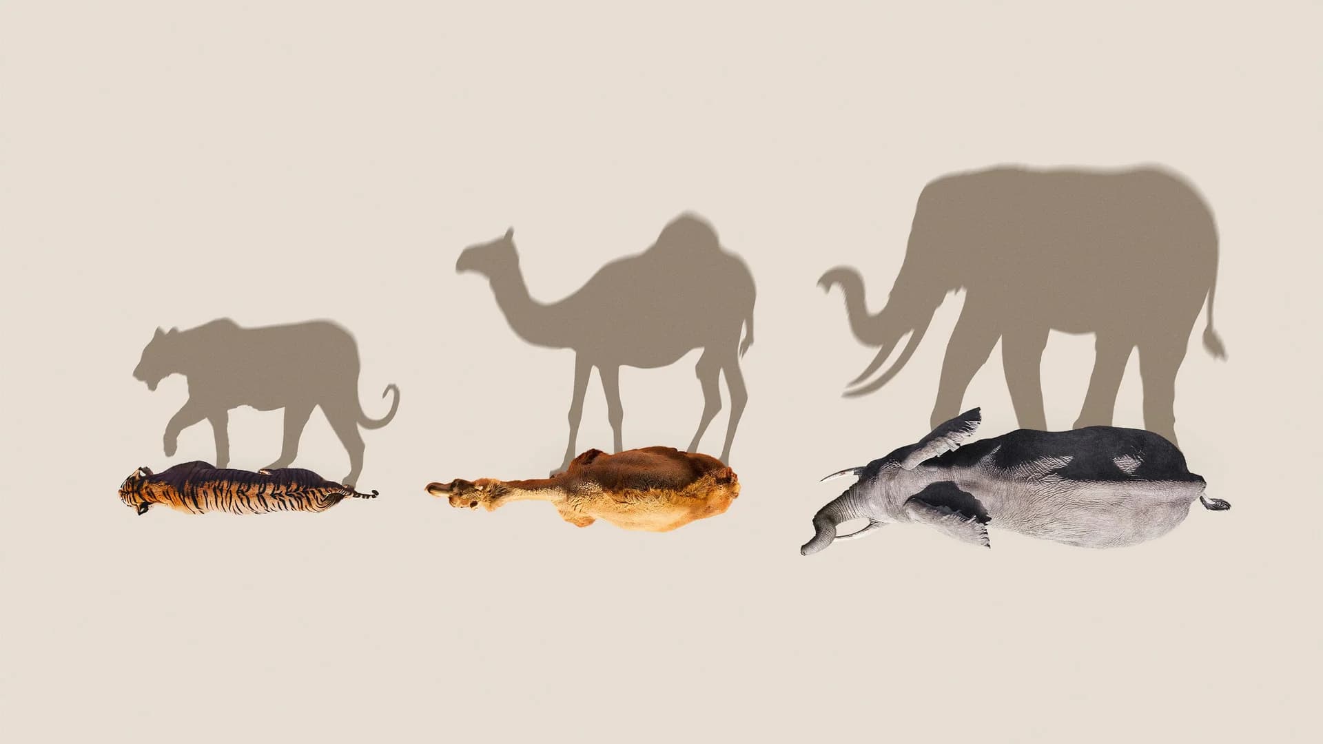 Backdrop phim Mammals (2024)