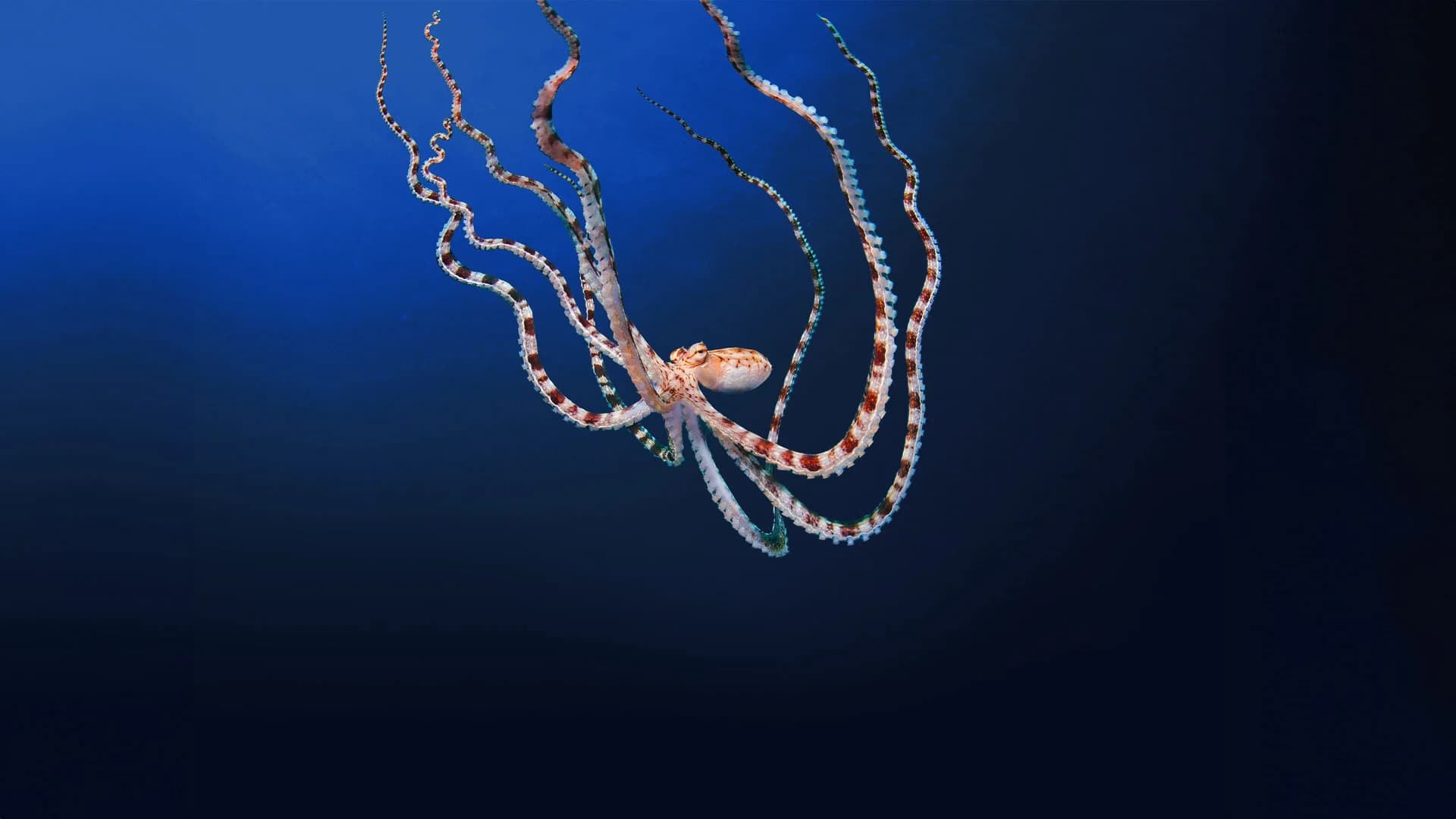 Backdrop phim Secrets of the Octopus