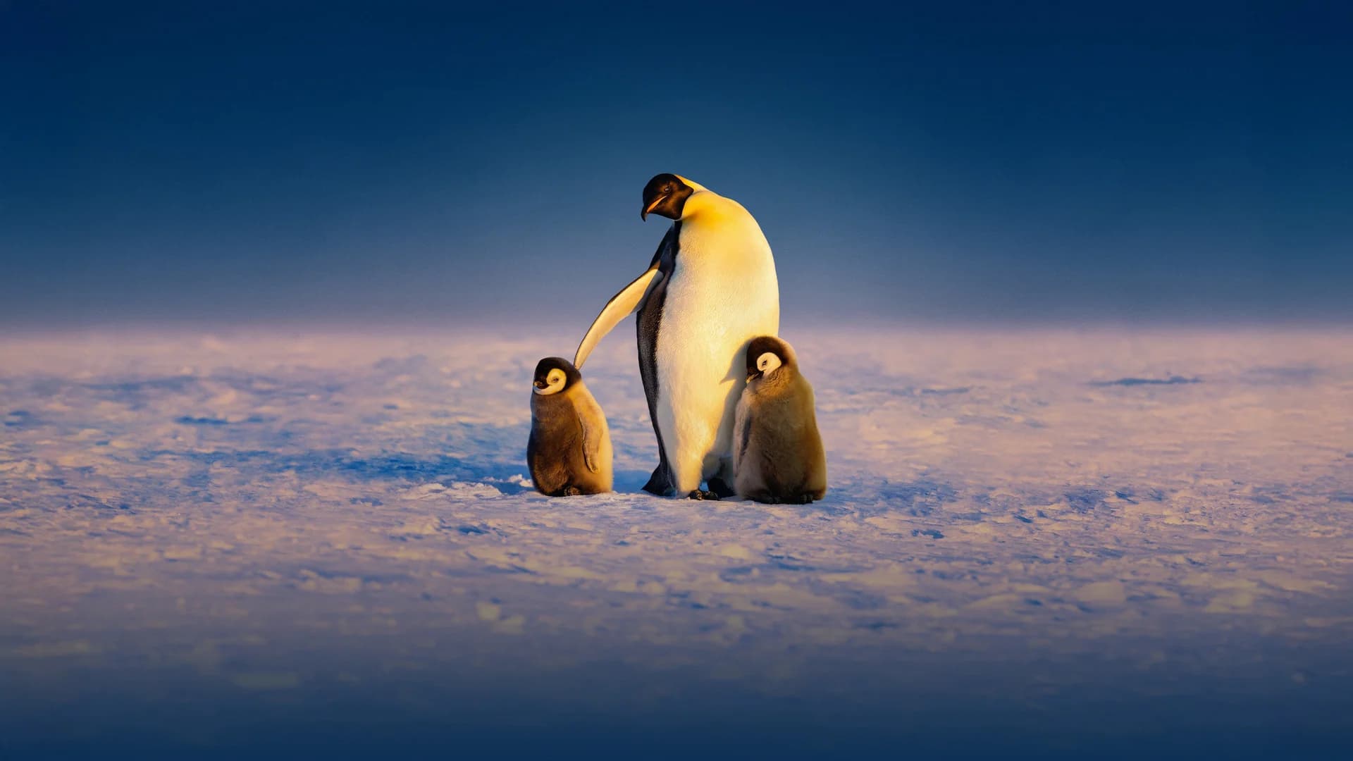 Backdrop phim Secrets of the Penguins