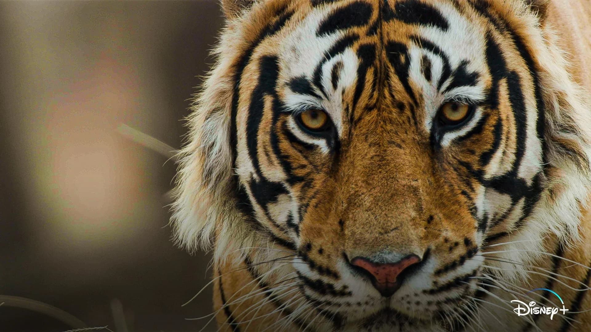Backdrop phim Tiger